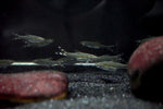 Scissortail Rasbora (Rasbora trilineata)