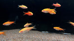 Albino Cherry Barb (Puntius titteya)