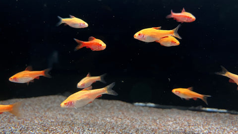 Albino Cherry Barb (Puntius titteya)