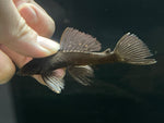 L-59 Orange Spotted Bristlenose (Ancistrus hoplogenys)