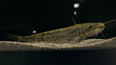Wallago Catfish (Wallago attu)
