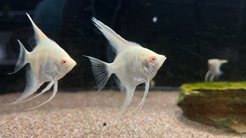 Albino Marble Angelfish (Pterophyllum scalare)