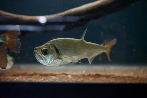 Red Tail Payara (Hydrolycus tatauaia)