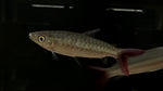 Pinktail Chalceus (Chalceus macrolepidotus)