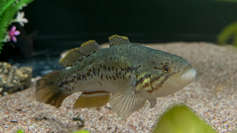 Purple Spot Gudgeon (Mogurnda adspersa)