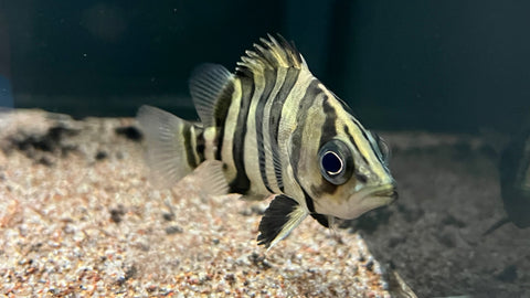 Four Bar Datnoid (Datnioides microlepis) - Medium