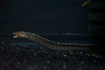 Tiger Moray (Gymnothorax polyuranodon) - Medium