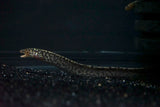 Tiger Moray (Gymnothorax polyuranodon) - Medium