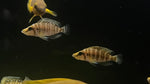 Gold Face Compressicep (Altolamprologus compressiceps)