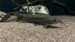 Hoplo Catfish (Megalechis thoracata)