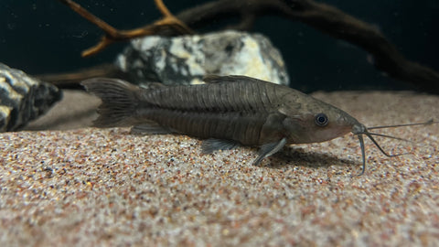 Hoplo Catfish (Megalechis thoracata)