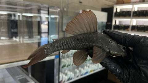 L-360 Firefin Pleco (Hypostomus sp.)