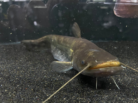 Wels Catfish -Jumbo WYSIWYG