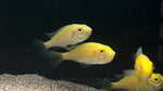 Albino Flameback Cichlid (Haplochromis sp.) - Pair