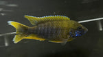 Lemon Jake Peacock (Aulonocara sp.)