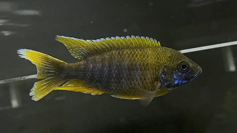 Lemon Jake Peacock (Aulonocara sp.)