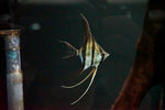 Orinoco Altum Angelfish (Pterophyllum altum) -F0