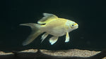 Golden Shortbody Butterfly Koi (Cyprinus rubrofuscus) - Small