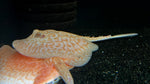 Albino Pearl Stingray (Potamotrygon Jabuti) - Male WYSIWYG