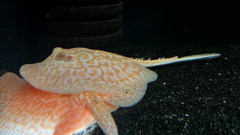 Albino Pearl Stingray (Potamotrygon Jabuti) - Male WYSIWYG