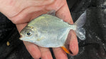 Red Hook Silver Dollar (Myloplus rubripinnis)