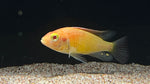 Albino Flameback Cichlid (Haplochromis sp.) - Pair
