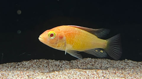 Albino Flameback Cichlid (Haplochromis sp.) - Pair