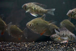 Silver Dollar (Metynnis argenteus)