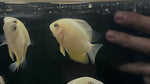 Gold Severum (Heros efasciatus)
