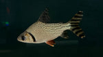 Flagtail (Semaprochilodus insignis)