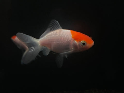 Red Cap Oranda Goldfish (Carassius auratus auratus)