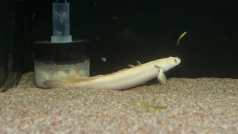Platinum Endlicheri Bichir (Polypterus Endlicheri)