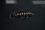 Julidochromis "Gombe"