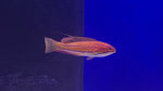 McCosker's Flasher Wrasse (Paracheilinus mccoskeri)