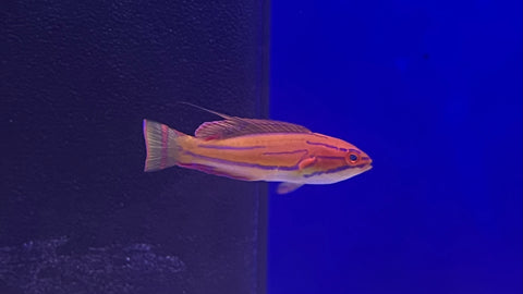 McCosker's Flasher Wrasse (Paracheilinus mccoskeri)