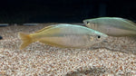 Chilatherina sp. Upper Tor Rainbowfish - PAIR