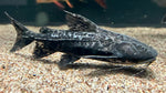Granulosus Catfish (Pterodoras granulosus) - Medium