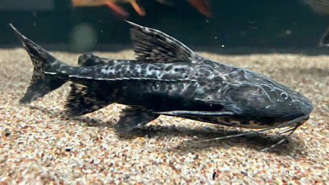 Granulosus Catfish (Pterodoras granulosus) - Medium