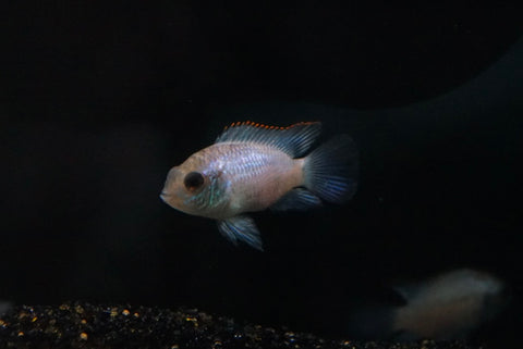 Electric Blue Acara (Andinoacara Pulcher) - Small