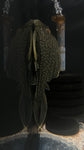 L-330 Watermelon Pleco (Panaque sp.) - WYSIWYG