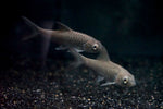 Indo Gold Mahseer (Tor soro)
