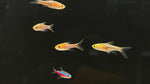 Espei Rasbora (Trigonostigma espei)