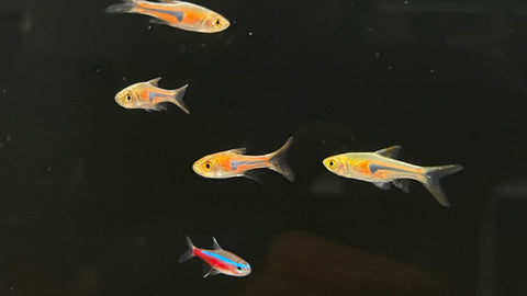 Espei Rasbora (Trigonostigma espei)