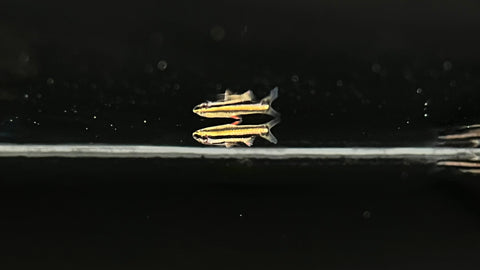 Red line Pencilfish (Nannostomus sp.)
