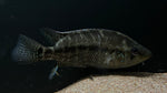 Blue Umbee Cichlid (Kronoheros umbriferus) - WYSIWYG