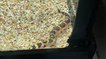 Banded Kuhli Loach (Pangio kuhli)