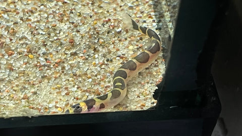 Banded Kuhli Loach (Pangio kuhli)