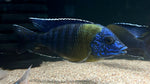 Bicolor 500 Peacock (Aulonocara stuartgranti)