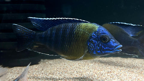 Bicolor 500 Peacock (Aulonocara stuartgranti)