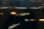 Green Fire Tetra (Aphyocharax rathbuni)
